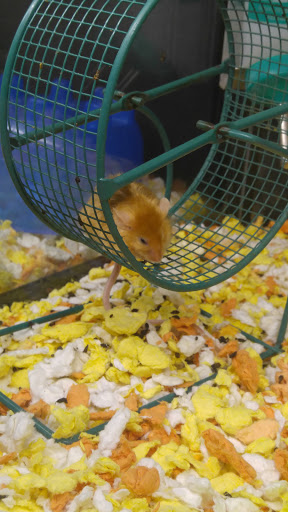 Pet Supply Store «PetSmart», reviews and photos, 7616 Denton Hwy #532, Watauga, TX 76148, USA