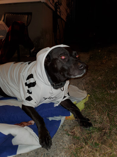 Pet Supply Store «Pet Supplies Plus», reviews and photos, 1030 Main St #10, Waltham, MA 02451, USA