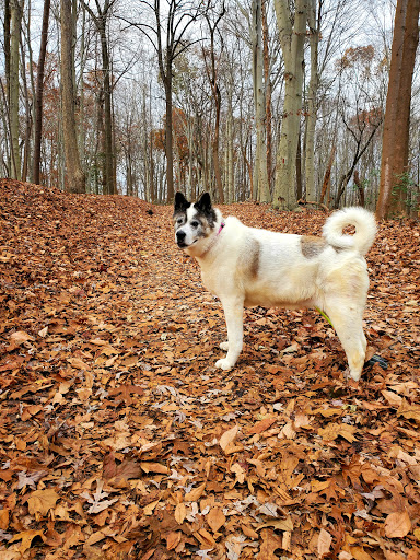 Dog Park «Perry Paw Dog Park», reviews and photos, 9033 Honeygo Blvd, Perry Hall, MD 21128, USA