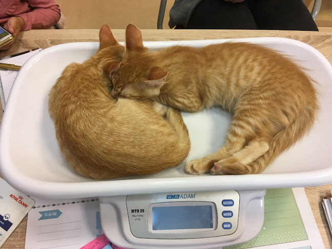 Opinii despre Colot Myriam în Versailles - Vétérinaire