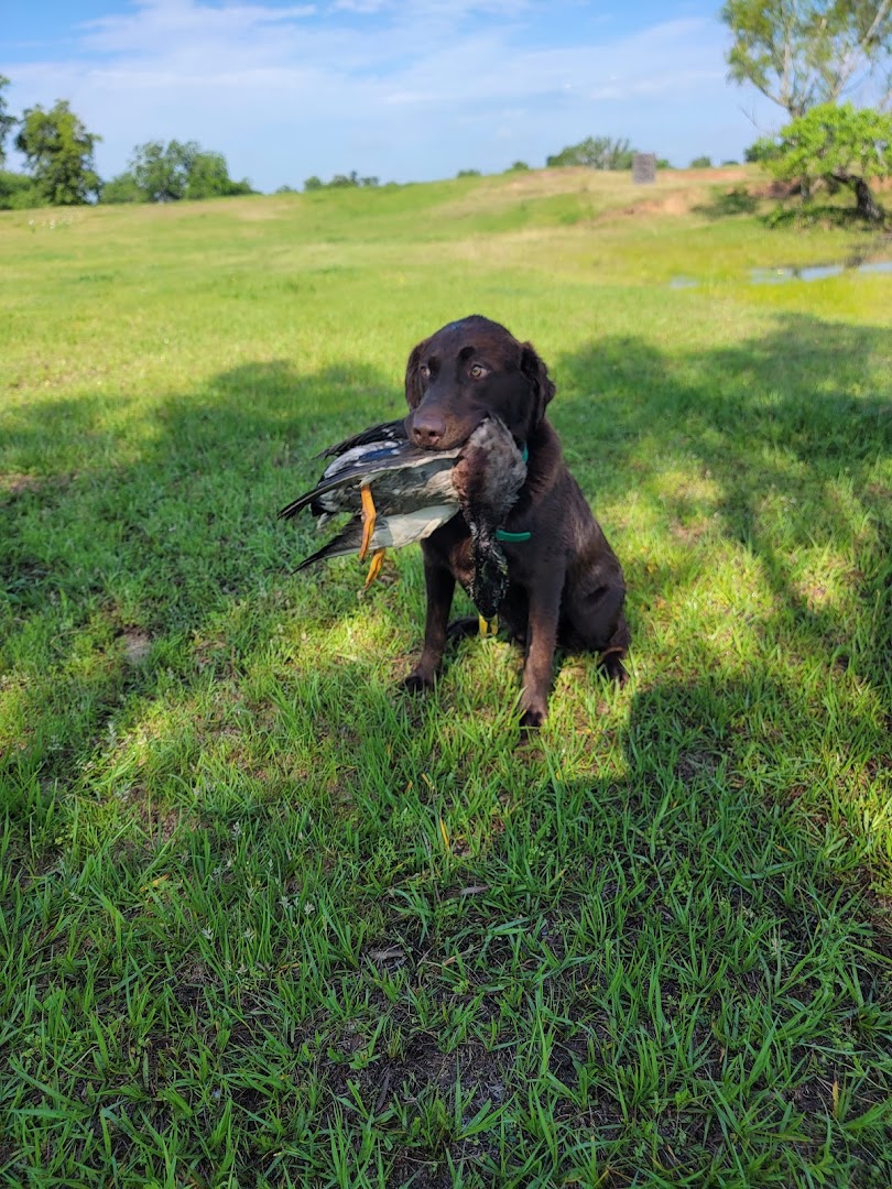 Dobesh Family Waterfowl Retrievers