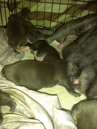 Park «Holcombe Rucker Park», reviews and photos, 280 W 155th St, New York, NY 10039, USA