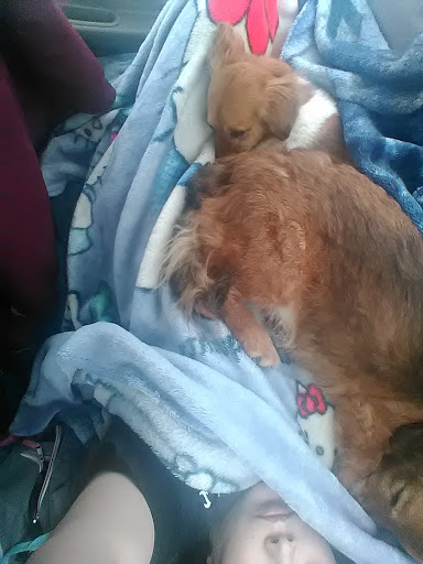 Pet Supply Store «Petco Animal Supplies», reviews and photos, 1201 E Washington Ave, Union Gap, WA 98903, USA