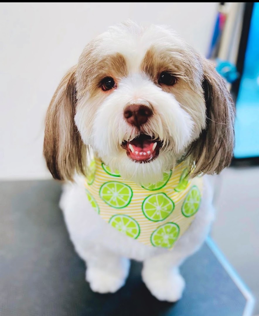 Havanese Angels