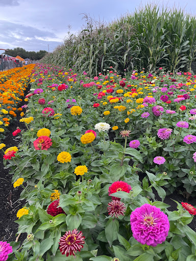 Pumpkin Patch «Spina Farms», reviews and photos, Santa Teresa Blvd, Morgan Hill, CA 95037, USA