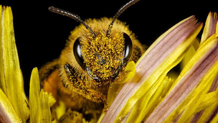 Enterprise Extracteur du miel Bee Da 100% Biologique