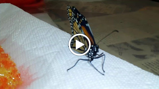 Thrift Store «Goodwill», reviews and photos