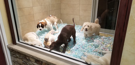 Pet Store «The Puppy Store», reviews and photos, 1163 Merrick Ave, Merrick, NY 11566, USA
