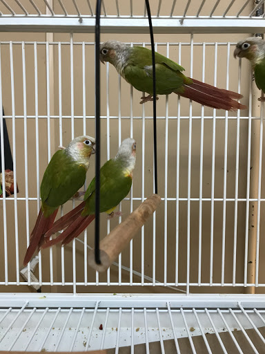 Bird Shop «Paterson Bird Store», reviews and photos, 13 Furler St # 1, Totowa, NJ 07512, USA