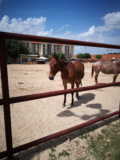 Tourist Attraction «Stockyards Championship Rodeo», reviews and photos, 121 E Exchange Ave, Fort Worth, TX 76164, USA