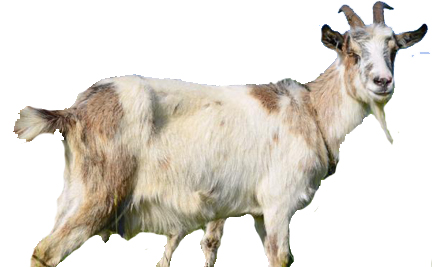 Butcher Shop «Deniz Halal Meat & Grocery», reviews and photos, 958 NE 62nd St, Fort Lauderdale, FL 33334, USA