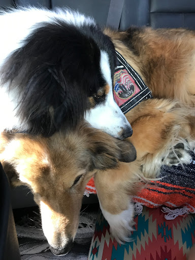 Pet Supply Store «PetSmart», reviews and photos, 6370 W Indiantown Rd, Jupiter, FL 33458, USA