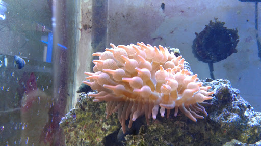 Tropical Fish Store «Fishy Business», reviews and photos, 911 E Church St, Lexington, TN 38351, USA