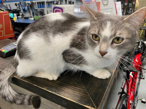 Bicycle Store «Citrus Cyclery», reviews and photos, 9022 Pulsar Ct c, Corona, CA 92883, USA