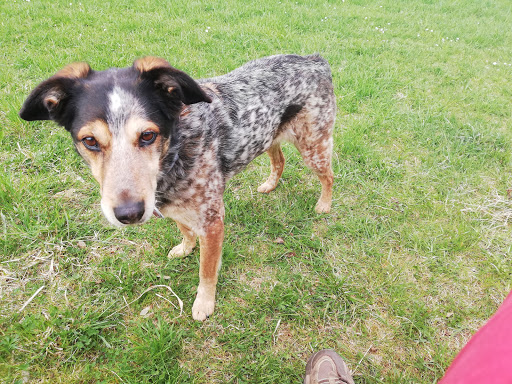 Tierarzt Dr. Gilbert Fehle in Schwetzendorf unter Hemau, Bayern