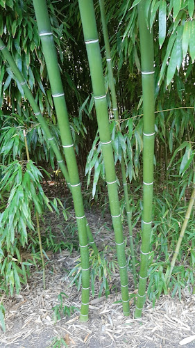 Nagy Bambuszkert