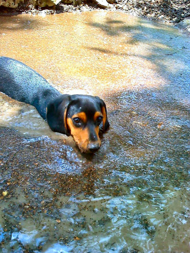 Pet Galaxy, 13060 US-281, Spring Branch, TX 78070, USA, 