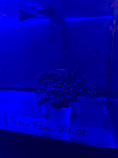 Pet Store «Pet Town», reviews and photos, 7804 Florence Ave, Downey, CA 90240, USA