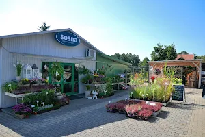 Garden Center PINE - Shop and service image