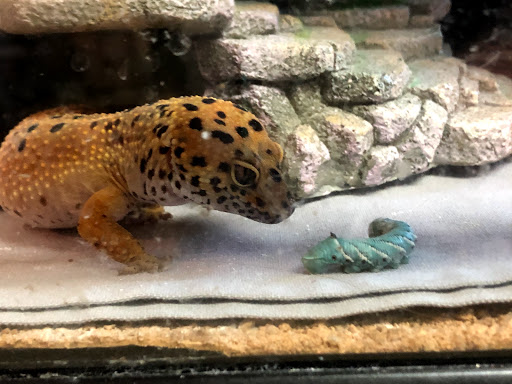 Pet Supply Store «Pet Bazaar», reviews and photos, 490 FL-436, Casselberry, FL 32707, USA