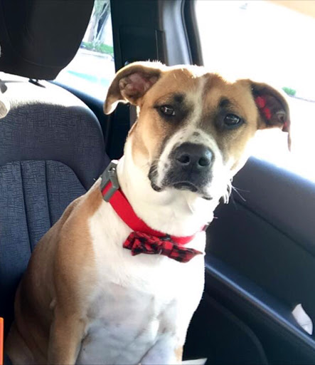 Pet Supply Store «Petco Animal Supplies», reviews and photos, 473 State Rd, North Dartmouth, MA 02747, USA