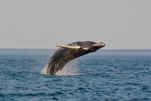 Quoddy Link Marine Whale & Wildlife Cruises image