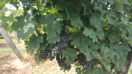 Vineyard «North Mountain Vineyard and Winery», reviews and photos, 4374 Swartz Rd, Maurertown, VA 22644, USA