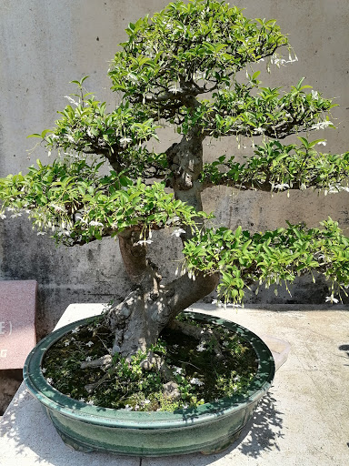 Trường Nghệ Thuật Bonsai Thanh Tâm