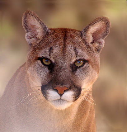 Southwest Wildlife Conservation Center