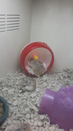 Pet Supply Store «Pet Supplies Plus», reviews and photos, 2091 Bronze Star Dr, Woodland, CA 95776, USA