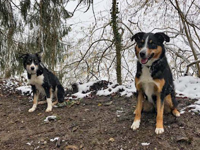 Rezensionen über Die andere Hundeschule GmbH in Glarus Nord - Hundeschule