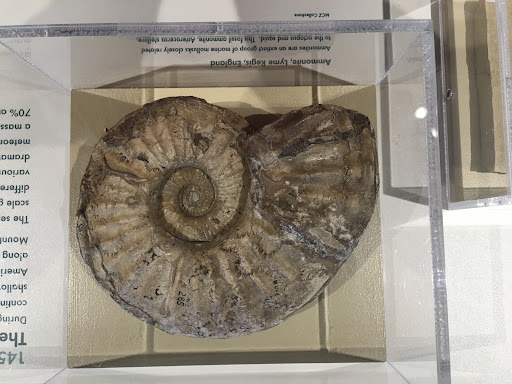 Natural History Museum «Harvard Museum of Natural History», reviews and photos, 26 Oxford St, Cambridge, MA 02138, USA