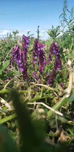 Produce Market «Yolo Fruit Stand», reviews and photos, 46710 Co Rd 32B, Davis, CA 95618, USA