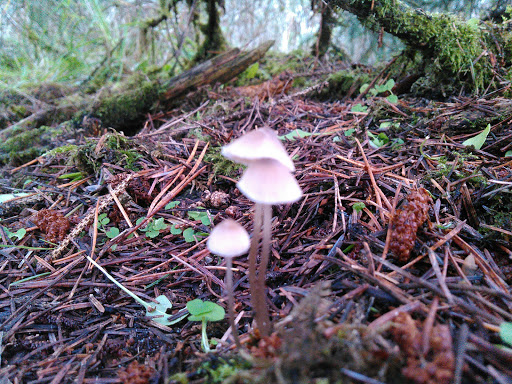 Horse Boarding Stable «Green Acres Beach & Trail Rides», reviews and photos, 5985 Pacific Ave, Cloverdale, OR 97112, USA