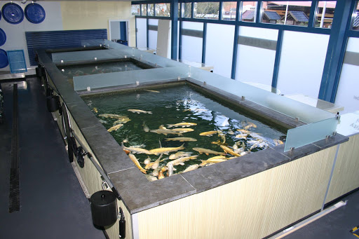 Koi Freak GmbH unter Friesoythe, 