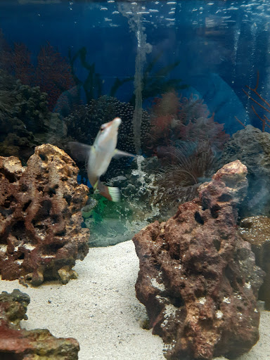 Pet Supply Store «Pet Station Jackson», reviews and photos, 1617 E Michigan Ave, Jackson, MI 49202, USA