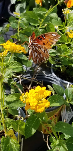 Home Improvement Store «The Home Depot», reviews and photos, 11075 Tara Blvd, Lovejoy, GA 30250, USA