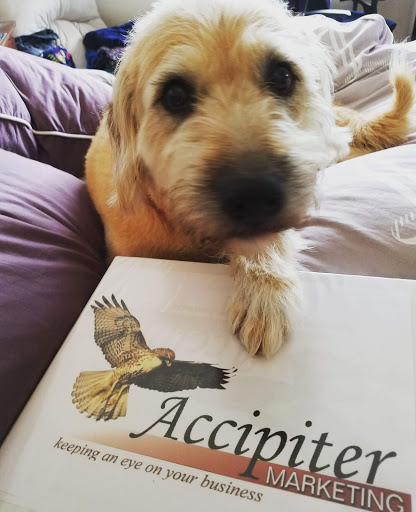 Accipiter Marketing image