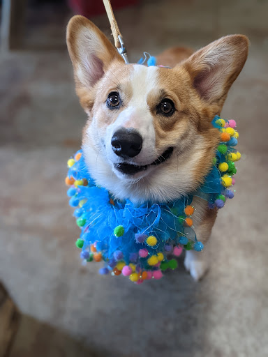 Pet Supply Store «Lucky Dog Outfitters», reviews and photos, 3411 6th Ave, Tacoma, WA 98406, USA