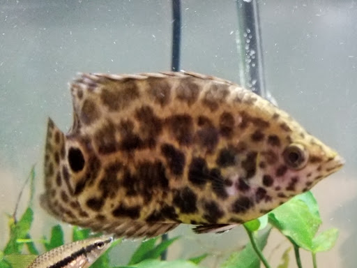 Pet Store «Pet Cove», reviews and photos, 820 E Center St, Kingsport, TN 37660, USA