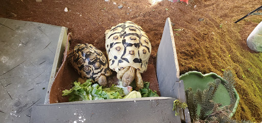 Pet Store «CUSTOM CREATURES PET SHOP», reviews and photos, 10727 N 19th Ave, Phoenix, AZ 85029, USA