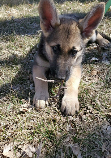 Pet Store «Critter Mart & More», reviews and photos, 3 10th St NW, Watertown, SD 57201, USA