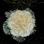 Photo n°7 de l'avis de Stefano.i fait le 27/12/2019 à 07:58 sur le  Ristorante Pizzeria La Forra à Tremosine sul Garda