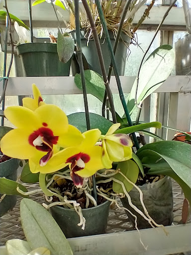 Heritage Museum «Hillwood Estate, Museum & Gardens», reviews and photos, 4155 Linnean Ave NW, Washington, DC 20008, USA