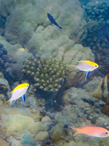 Tropical Fish Store «Nemo Aquarium», reviews and photos, 1560 Indian Trail Rd #106, Norcross, GA 30093, USA