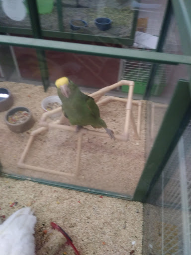 Pet Store «Petland Plano», reviews and photos, 1301 Custer Rd #405, Plano, TX 75075, USA