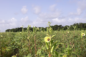 Loveland Hammock Preserve