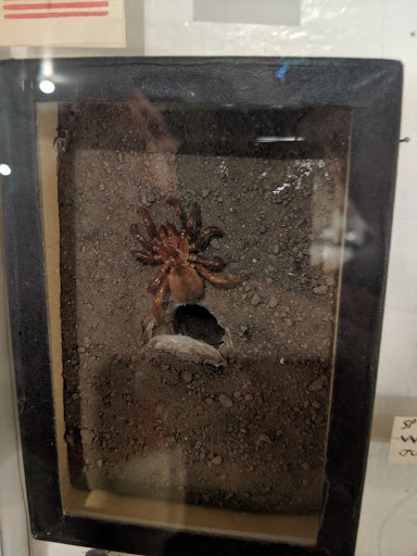 Museum «May Natural History Museum», reviews and photos, 710 Rock Creek Canyon Rd, Colorado Springs, CO 80926, USA