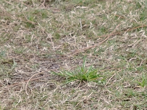 Golf Course «Tranquilo Golf Club at Four Seasons Resort Orlando», reviews and photos, 3451 Golf View Dr, Lake Buena Vista, FL 32830, USA