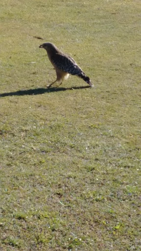 Golf Course «The Claw at USF», reviews and photos, 13801 N 46th St, Tampa, FL 33613, USA